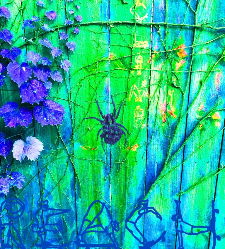 spider
